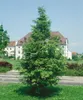 Metasequoia glyptostroboides, Urweltmammutbaum, 60–100 cm Produktbild-Vorschau 9