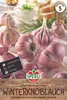 SPERLI Winterpflanzknoblauch Germidour - violett Allium Produktbild-Vorschau 3