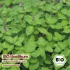 Samenliebe  Basilikum Samen | Heiliges Basilikum Tulsi - Produktbild-Vorschau 4