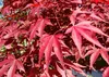SAFLAX  - Acero palmato rosso / Acero giapponese rosso  - Anteprima dell’immagine prodotto 6