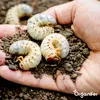 A hand holding soil with several grubs. Produktbild-Vorschau