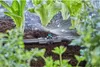 Gardena Micro-Drip-System Sprühdüse 180 Grad - Inhalt: 5 Produktbild-Vorschau 27
