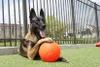Jolly Soccer Ball Hundespielzeug für große Hunde 20cm Produktbild-Vorschau 14