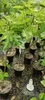 Several potted fig trees are lined up in a nursery or garden center. Náhled obrázku produktu