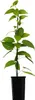 A potted plant with green leaves and a dark pot, isolated on a white background. Produktbild-Vorschau