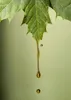 A close-up of a green leaf with golden liquid dripping from it. Produktbild-Vorschau