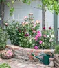 Dehner Rose Kletterrose Camelot®, Züchter Tantau, große Produktbild-Vorschau 4