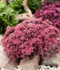 BALDUR Garten 6x Sedum Sun Sparkler® Sedoro Blue Elf, je im Produktbild-Vorschau 2
