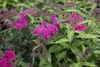 Spiraea japonica 'Anthony Waterer', Rote Sommerspiere, Produktbild-Vorschau 9