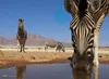 Zebra (Puzzle) Náhľad obrázku produktu 2