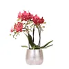 Kolibri Orchidey ?ervené Phalaenopsis orchidea Kongo + Náhľad obrázku produktu 1