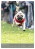 Mops-Rennen (Wandkalender 2027 DIN A4 hoch), CALVENDO Produktbild-Vorschau 14