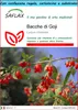SAFLAX Set regalo - Bacche di Goji - 200 semi - Lycium Anteprima dell’immagine prodotto 1