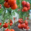 Gartendünger All-In-One (20 kg - für 200 m2)- Organifer Produktbild-Vorschau 8