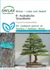 SAFLAX - Bonsai - Sosna Morska - 200 Nasiona - Casuarina Podgląd zdjęcia produktu 7