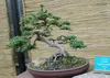 SAFLAX - Bonsai - Chiński Jałowiec - 30 Nasiona - Juniperus Podgląd zdjęcia produktu 7