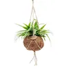 Kokodama Chlorophytum Comosum (L) Náhled obrázku produktu 1