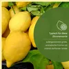 Meine Orangerie Amalfi Zitronenbaum Mezzo - echte Produktbild-Vorschau 3