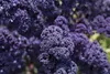 SAFLAX - Bio - Kale - Red Krauser - 50 Nasiona - Brassica Podgląd zdjęcia produktu 6