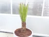 Yucca Faxoniana, 140 cm, Stamm 30 cm, Faxon Yucca, Produktbild-Vorschau 4
