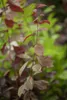 Prunus cerasifera 'Nigra', Blutpflaume, dunkelrot, 100–125 Produktbild-Vorschau 3