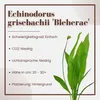 Aquarium Pflanze Echinodorus bleheri Topf Nr.371 AquaOne Produktbild-Vorschau 2