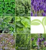 Teekräuter-Set (8 Sorten) | Kräutersamen Sets von FLORTUS Produktbild-Vorschau 7