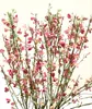 Elfenbeinginster ` Cytisus praecox Hollandia ` Ginster Produktbild-Vorschau 1
