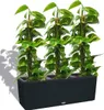 Samozavlažovací truhlík Lechuza Trio Cottage 100 x 32,5 x Náhled obrázku produktu 25