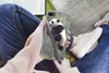 MuchoWow® Handyhülle Schutzhülle Hülle für iPhone SE 2022 Produktbild-Vorschau 3