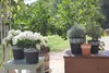 Several potted plants are arranged on a table and a stand in an outdoor setting with trees and foliage in the background. Produktbild-Vorschau