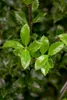Ilex meserveae 'Heckenstar', ostrokrzew, zimozielony, Podgląd zdjęcia produktu 1