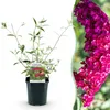 Green boutiQ - Tuinplant - Buddleja davidii Royal Red - Voir les images du produit 1