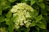 Hydrangea paniculata 'Little Lime', Rispenhortensie, Produktbild-Vorschau 2