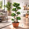 Bonsai Ficus Microcarpa Ginseng (tvar S) – 70–100 cm – Náhled obrázku produktu 3