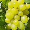 Winorośl Timur 2L Podgląd zdjęcia produktu 1