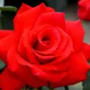 Rosa  - Kordes Eleganza® Rose - Rosa 'Grande Amore'® Produktbild-Vorschau 2