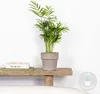 Bloomique - Chamaedorea Elegans - Bergpalme - Produktbild-Vorschau 2