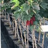 Jonkheer van Tets, rote Johannisbeere Hochstamm saftige Produktbild-Vorschau 2