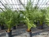 Palme 90-120 cm, Phoenix canariensis, kanarische Produktbild-Vorschau 7