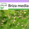 SAFLAX - Srdce Quakergrass / Maidenhair - Briza media - 75 Náhled obrázku produktu 5