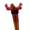 Pianta tubolare - Sarracenia "Judith" - Pianta carnivora - Anteprima dell’immagine prodotto 4
