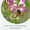 Samenshop24® Esparsette Ambra Onobrychis viciifolia, Produktbild-Vorschau 2