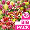 Winterharde, meerjarige tulpenbollen - Mix - 50 bloembollen Productafbeelding-voorbeeld 1