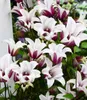 BALDUR Garten 1x Tulpen-Clematis 'Princess Kate®', Pflanze Produktbild-Vorschau 1