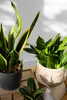 Three potted plants are arranged on a wooden surface, with a white wall and shadows in the background. Podgląd zdjęcia produktu