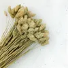 Phalaris Getrocknete - Kanariengras - Natürlich Produktbild-Vorschau 5