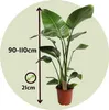 Strelicja - Strelitzia nicolai - Wysokość 90-110cm - ⌀21cm Podgląd zdjęcia produktu 2