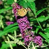 Sommerflieder Buddleja davidii Schmetterlingsstrauch im P9 Produktbild-Vorschau 2