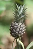 Ponthier ANANAS PÜREE Frucht-Mark-Püree 4x 1KG Produktbild-Vorschau 5